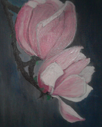 Magnolie
